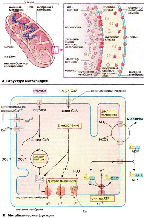 Значение крист внутренней мембраны в митохондриях для клеточного метаболизма