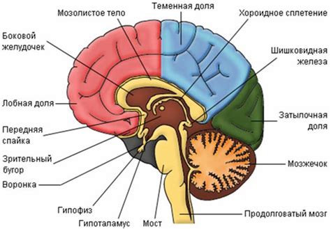 Значение мозга для организма