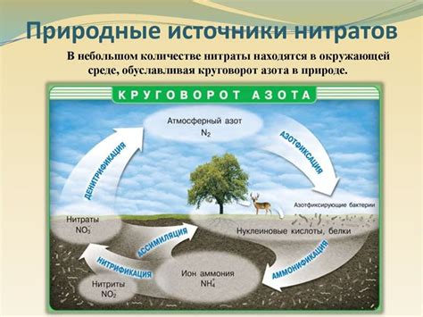 Значение нитратов для организма