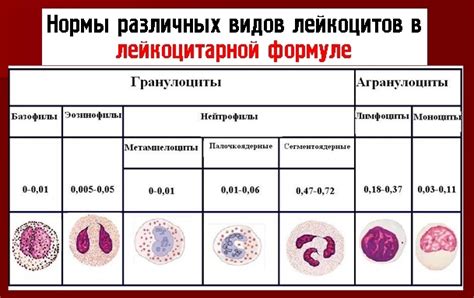 Значение палочкоядерных нейтрофилов в диагностике и лечении заболеваний