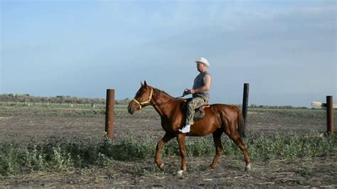 Значение появления гонца на коне во сне: что олицетворяет данная образная картина