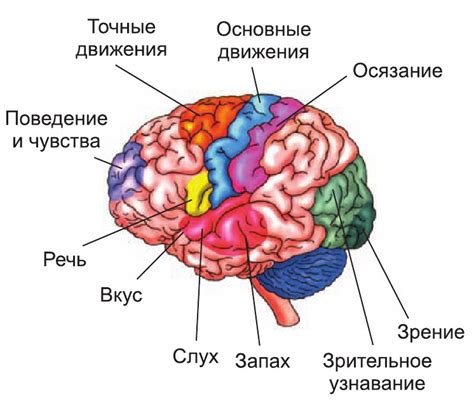 Значение различных зон мозга на рентгеновском снимке