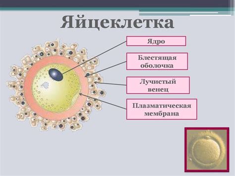 Значение размера яйцеклетки млекопитающих