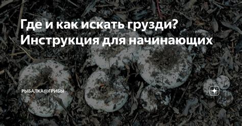 Значение сна о грибах груздях для мужчины: прозрение или предупреждение?