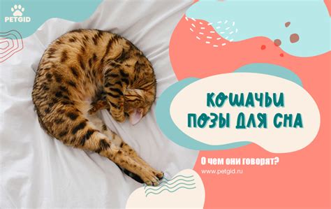 Значение сна о кошке, испражняющейся на постель: проявление подсознания или свод правил?