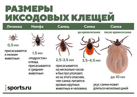 Значение снов, в которых появляется клещ: отгрызание жизненной энергии и угроза здоровью