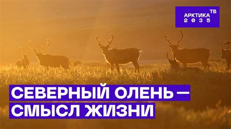 Значение сновидений: символическое значение значков оленя в сновидении мужчины