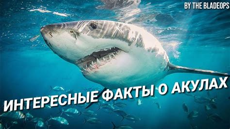 Значение снов о акулах в мутной воде