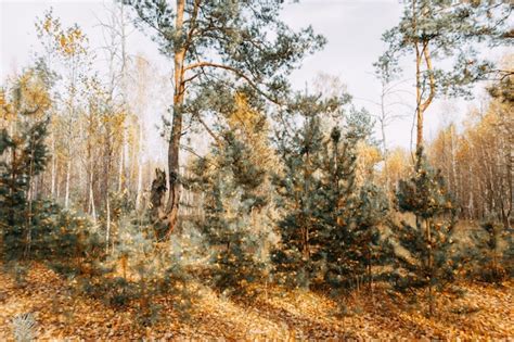 Значение снов о опадающих деревьями листьях в осенний период