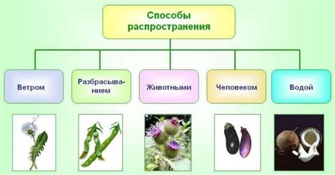 Значение снов о поглощении плодов надземных растений