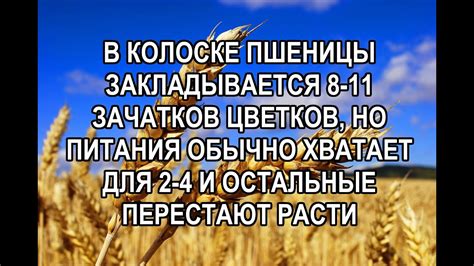 Значение снов о появлении зерен в почетной растительности