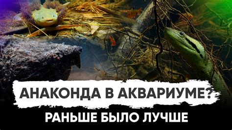 Значение снов о приобретении аквариумных питомцев у представительницы прекрасного пола