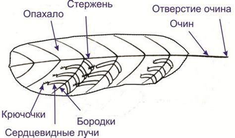 Значение цвета и размера пера птицы в сновидениях: тайны, которые они раскрывают