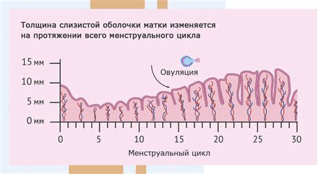 Значения и особенности эндометрия толщиной 11 мм в менопаузе