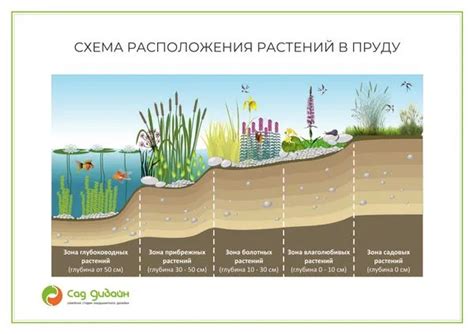 Значимость водорослей для экосистемы пруда