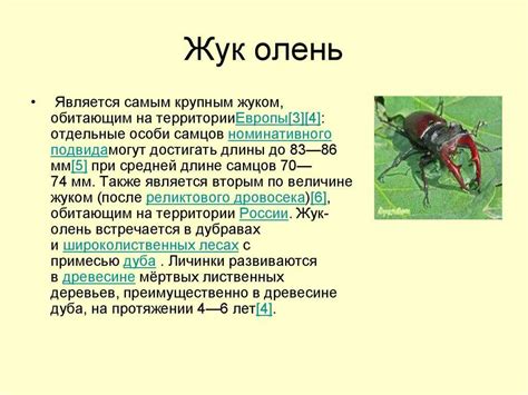 Значимость сохранения разнообразия жизни: роль жука оленя в биологической системе