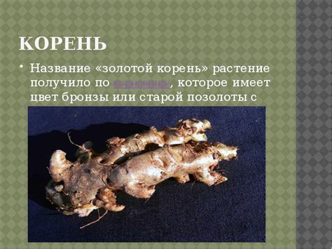 Золотой корень: история и использование