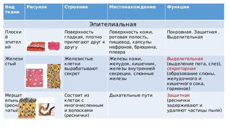 Избыточное выделение кожных жиров и гладкая поверхность