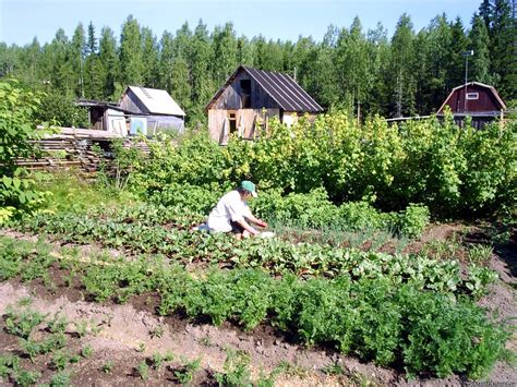 Известные сорта сельдерея корневого, адаптированные к сибирскому климату