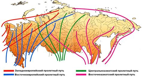 Известные трассы миграции птиц