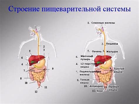 Изменение пищеварительной системы