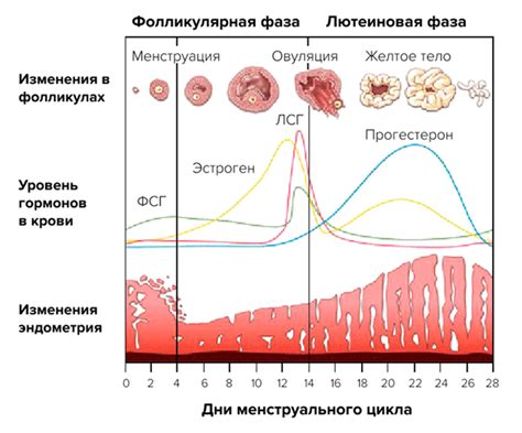 Изменение продолжительности менструального цикла