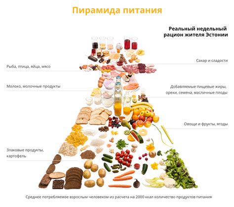 Изменение рациона питания белки: рекомендуемые пропорции орехов и других продуктов во время сна