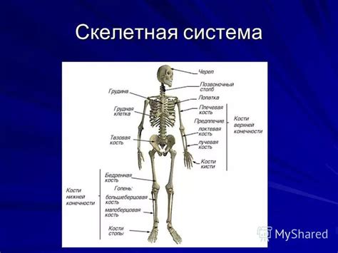 Изменение скелетной структуры человека