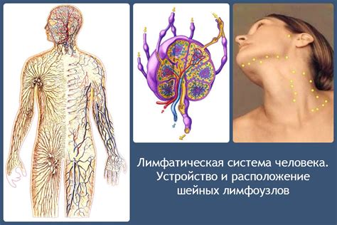 Изменения в лимфатической системе