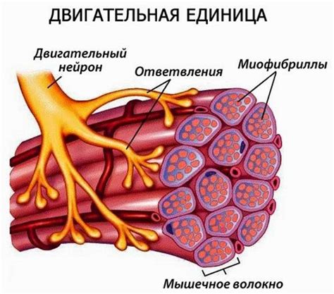 Изменения в мышцах