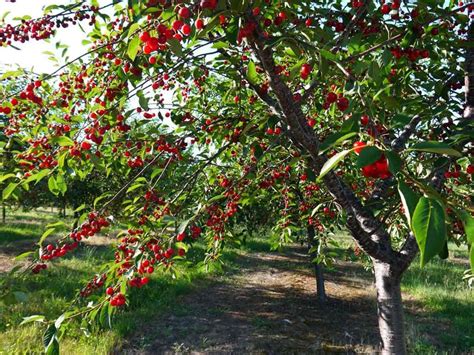 Изобилие и процветание: великолепный урожай вишневого дерева