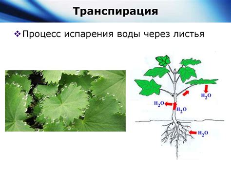 Изучение присутствия воды в растениях