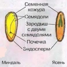 Из каких частей состоит миндаль?