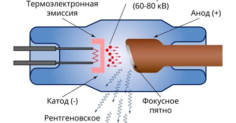 Из чего состоит канифольная смола?