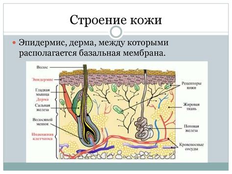 Из чего состоит кожа новорожденного