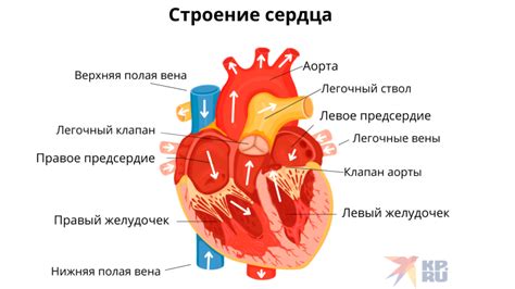 Из чего состоит огонь в нашем сердце?