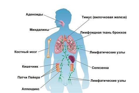 Иммунная система человека