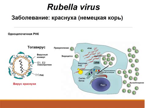 Иммунный отклик на вирус краснухи IgG