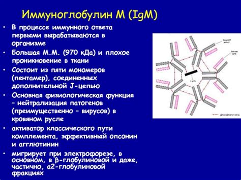 Иммуноглобулин М: основные функции и свойства