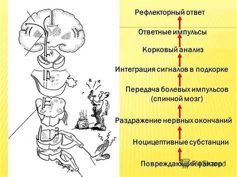 Импульсы и передача нервных сигналов