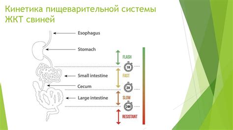 Индивидуальные подходы в кормлении