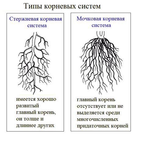 Инспектирование корней