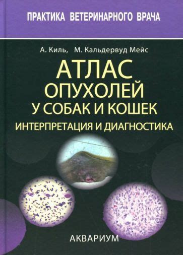 Интерпретация злобных снов у кошек: символическое значение и понимание