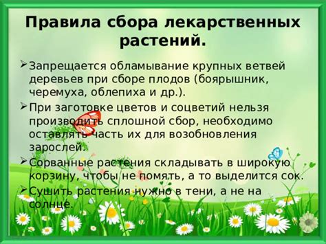 Интерпретация снов о сборе неочищенных плодов деревьев: понимание сигналов
