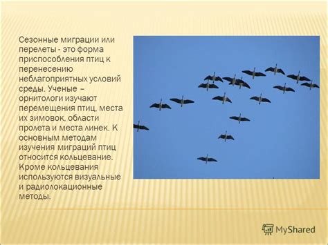 Интерпретация снов профессионалов в области изучения птиц и предсказывания будущего