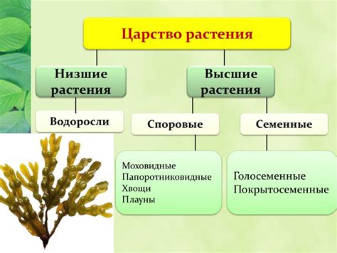 Информационная статья о водорослях: роль и классификация низших растений