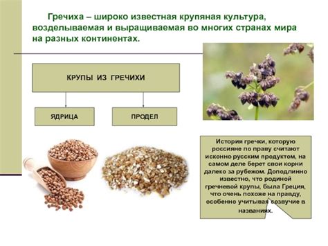 Информация о гречке в соннике