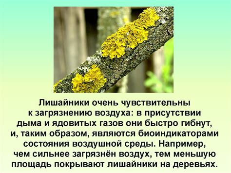 Искусство использования лишайников в тайных обрядах и колдовстве 