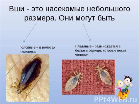 Использование инфицированных личных предметов: роль шапок и расчесок в распространении вши и гнид