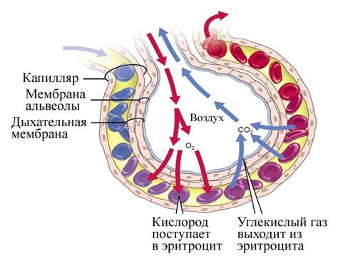 Использование углекислого газа в медицине